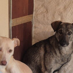 Lilly & Bobby - Einsatz Unterwaltersdorf