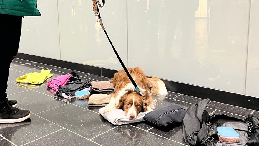 Kofferabsuche am Flughafen mit einer Bettanzeige