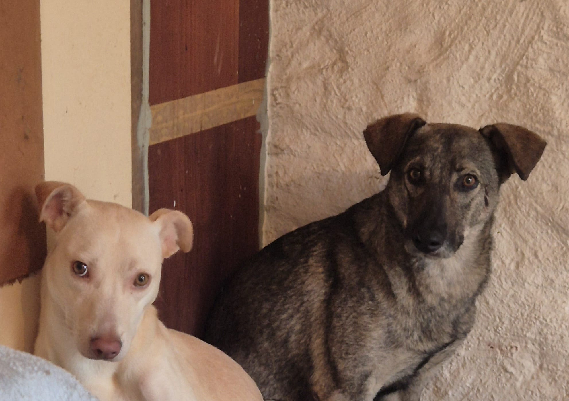 Lilly & Bobby - Einsatz Unterwaltersdorf